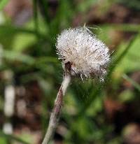 Antennaria solitaria image