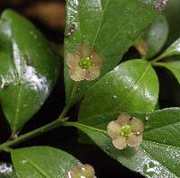 Image of Euonymus obovata