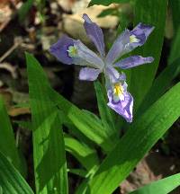 Iris cristata image