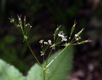 Osmorhiza longistylis image