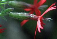 Silene virginica image