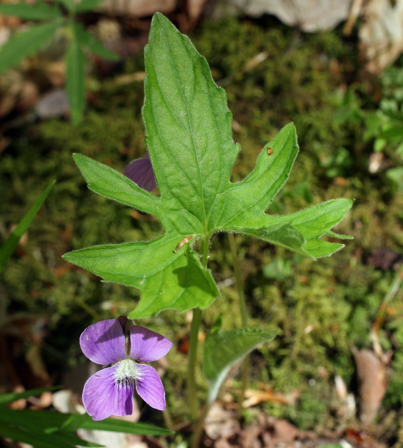 Viola palmata var. palmata image