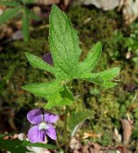 Viola palmata image