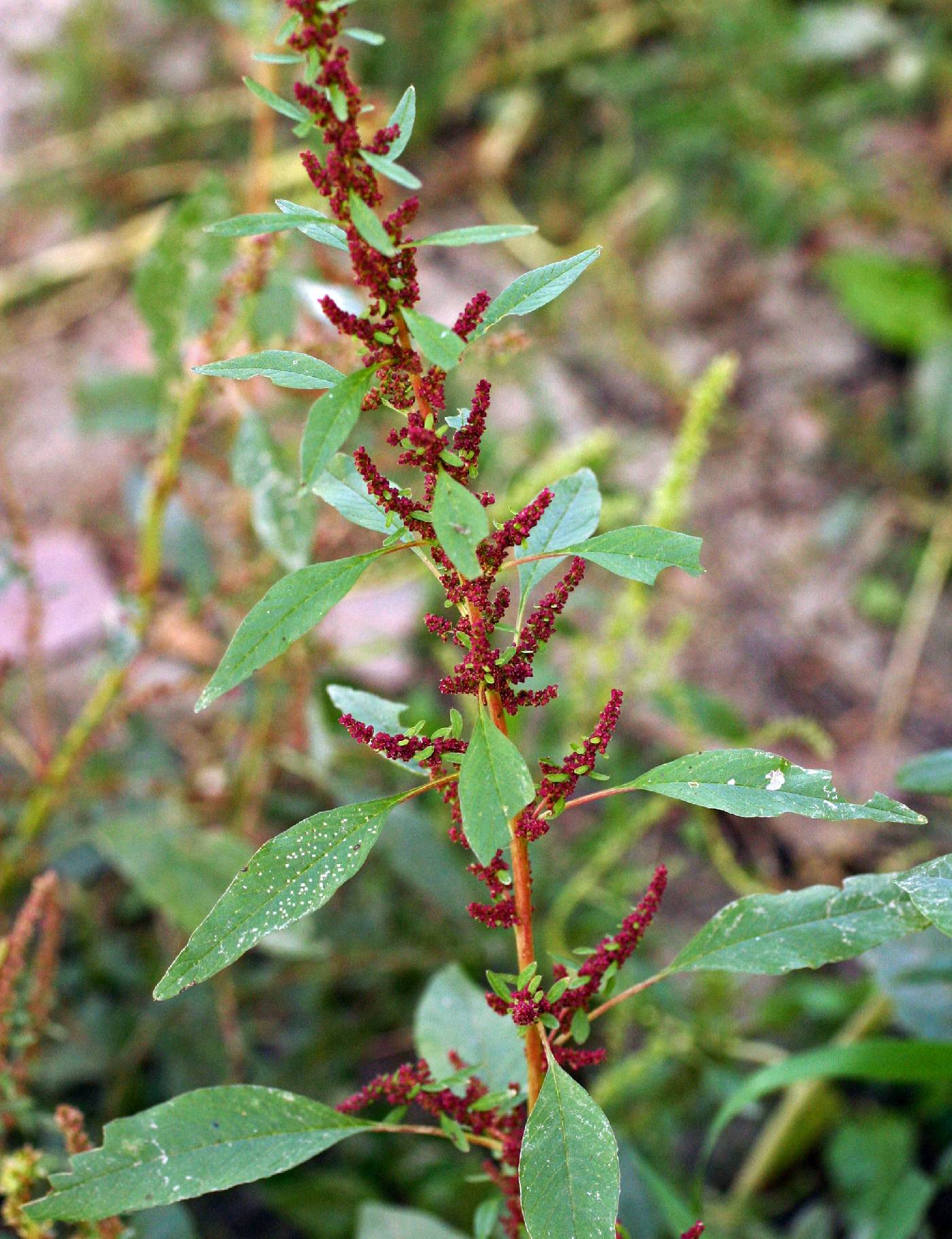 Amaranthus tuberculatus image