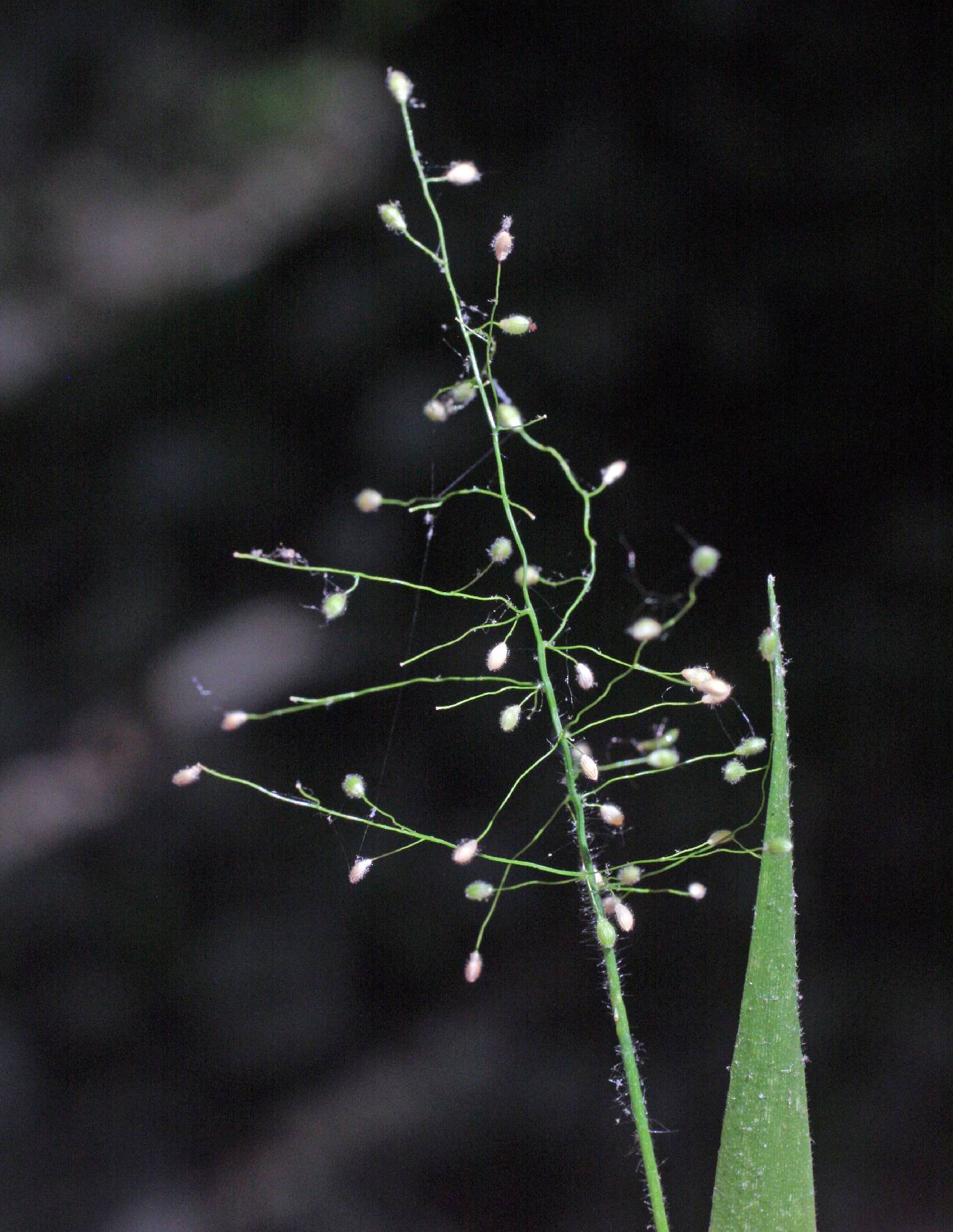 Dichanthelium acuminatum subsp. fasciculatum image