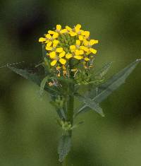 Erysimum cheiranthoides image