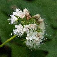 Hydrophyllum canadense image