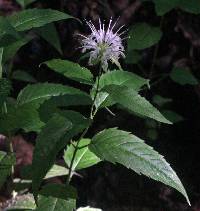 Image of Monarda clinopodia
