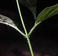 Monarda clinopodia image