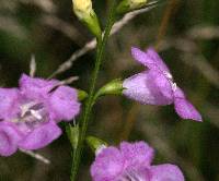 Agalinis purpurea image