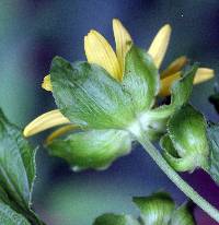 Smallanthus uvedalius image