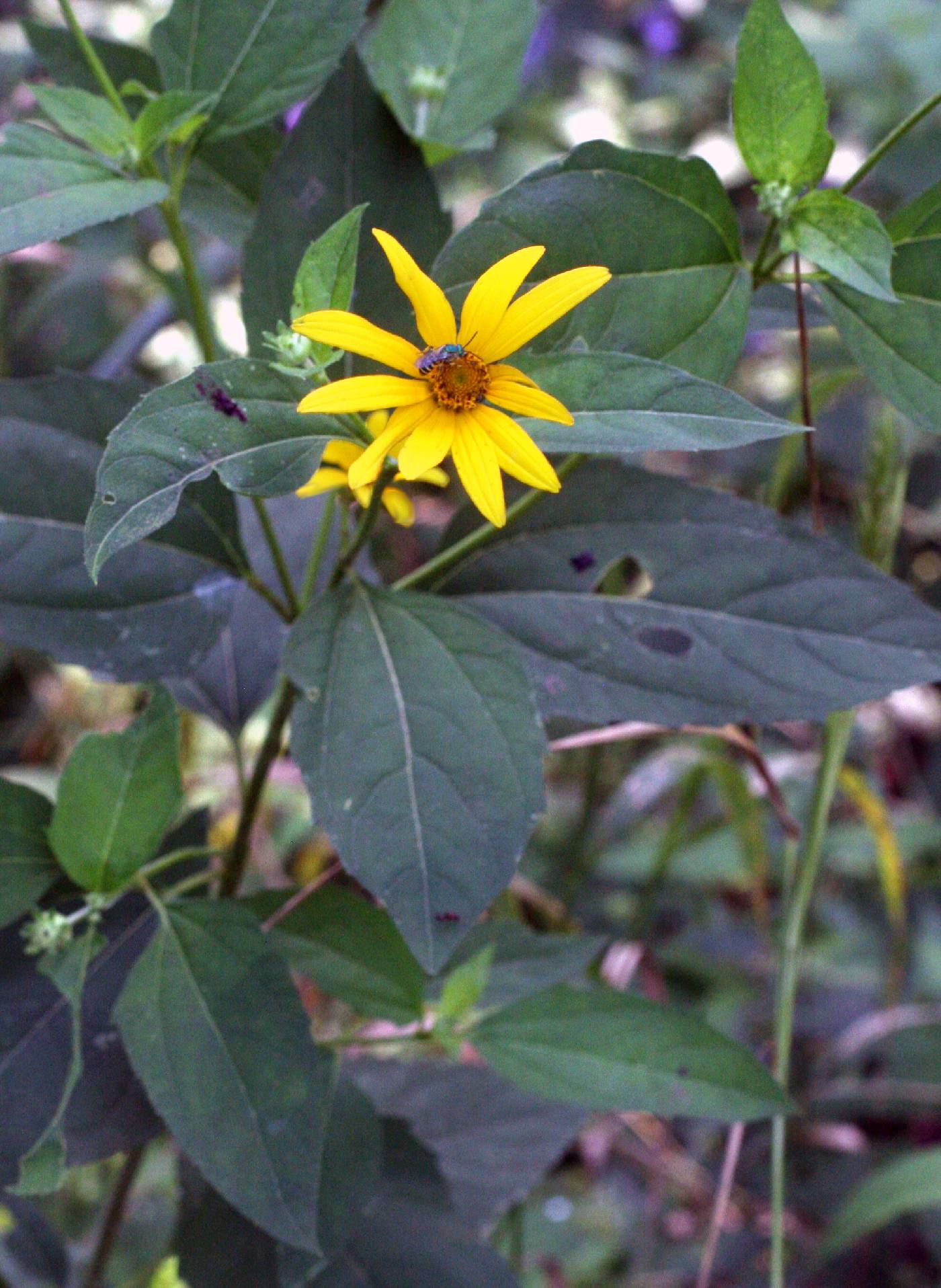 Heliopsis helianthoides subsp. helianthoides image