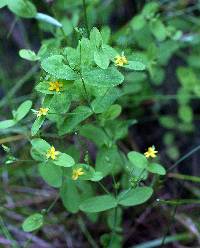 Hypericum mutilum image