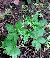 Sanicula canadensis image