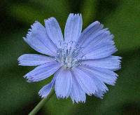 Cichorium intybus image