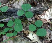 Desmodium rotundifolium image