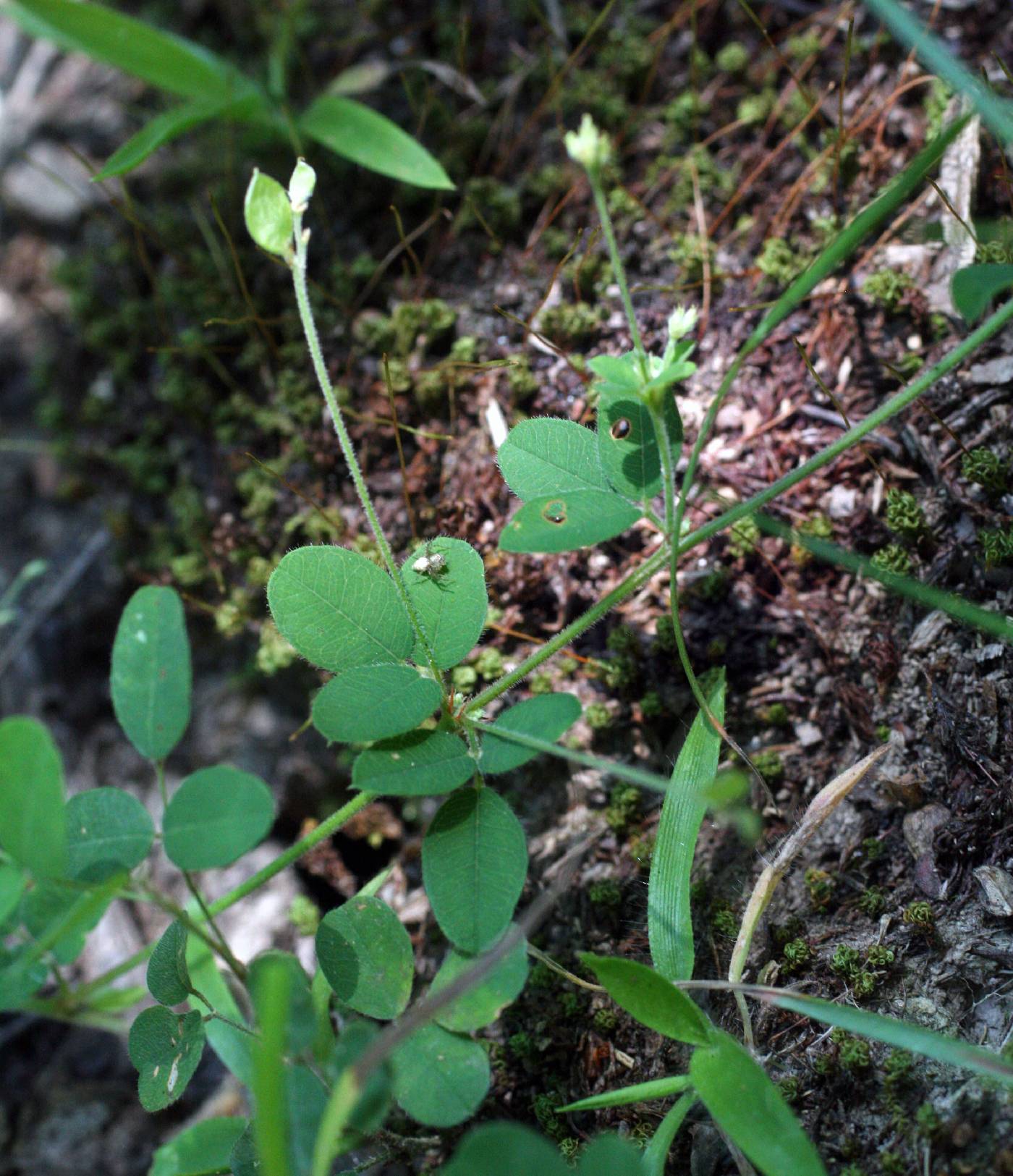 Lespedeza procumbens image