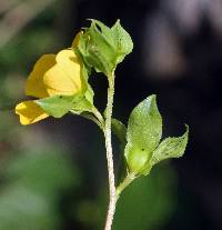 Ludwigia alternifolia image