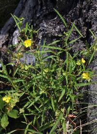 Ludwigia alternifolia image