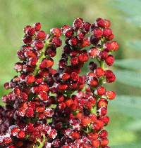 Rhus glabra image