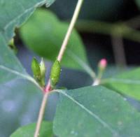 Triadenum walteri image