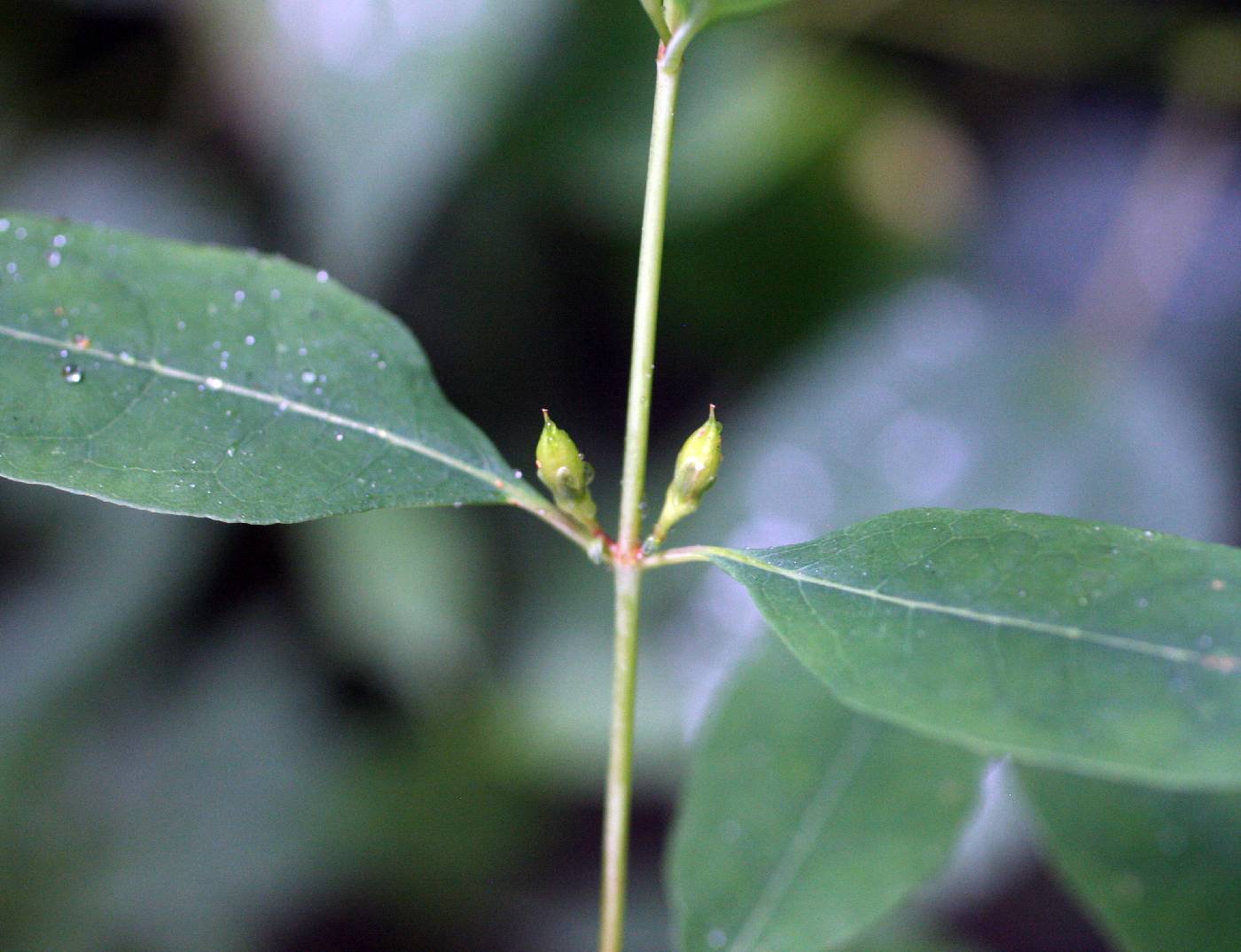 Triadenum walteri image