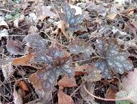 Heuchera americana image