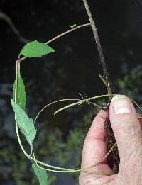 Lycopus rubellus image