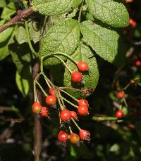 Rosa multiflora image