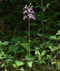 Platanthera peramoena image