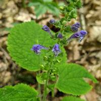 Scutellaria ovata image