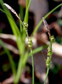 Image of Carex communis