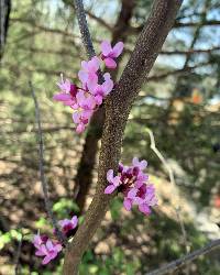 Cercis canadensis image