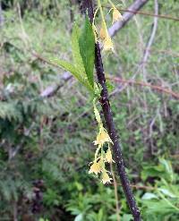 Oemleria cerasiformis image