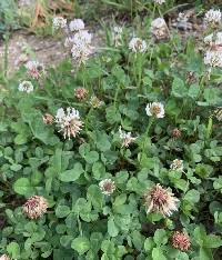 Trifolium repens image