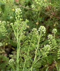 Lepidium virginicum image