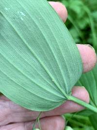 Polygonatum biflorum image