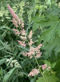 Phalaris arundinacea image