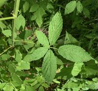 Image of Rubus argutus