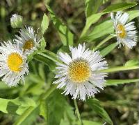 Erigeron annuus image