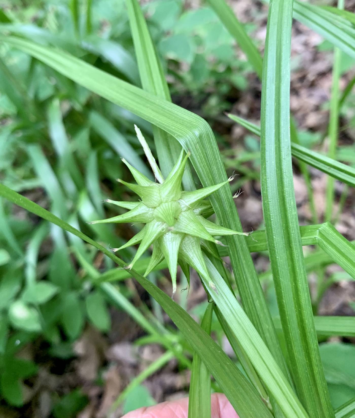 Carex grayi image