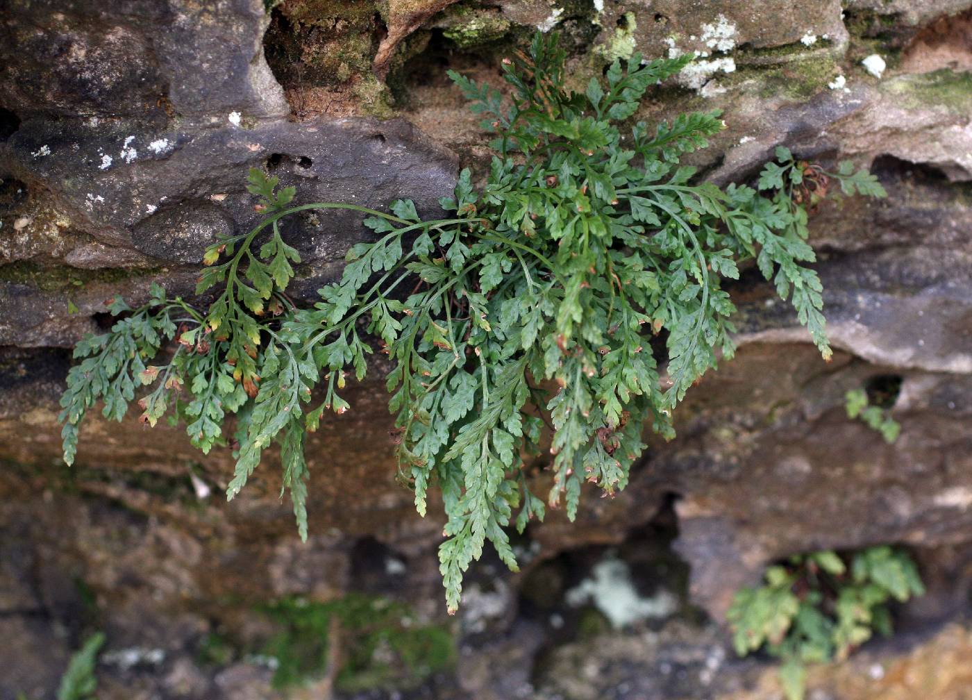 Asplenium montanum image