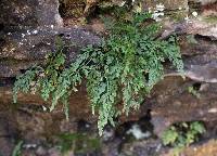 Image of Asplenium montanum