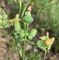 Sonchus asper image