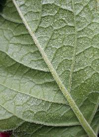 Physalis heterophylla image