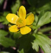 Ranunculus hispidus var. nitidus image