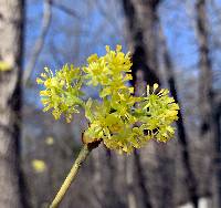 Sassafras albidum image