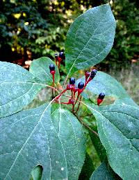 Image of Sassafras albidum