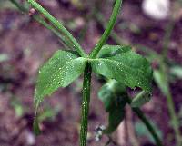 Valerianella radiata image