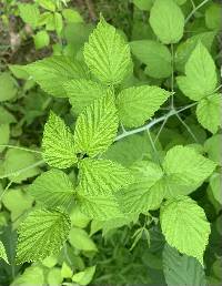 Rubus occidentalis image